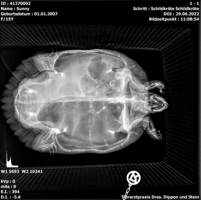 Röntgenbild Schildkröte